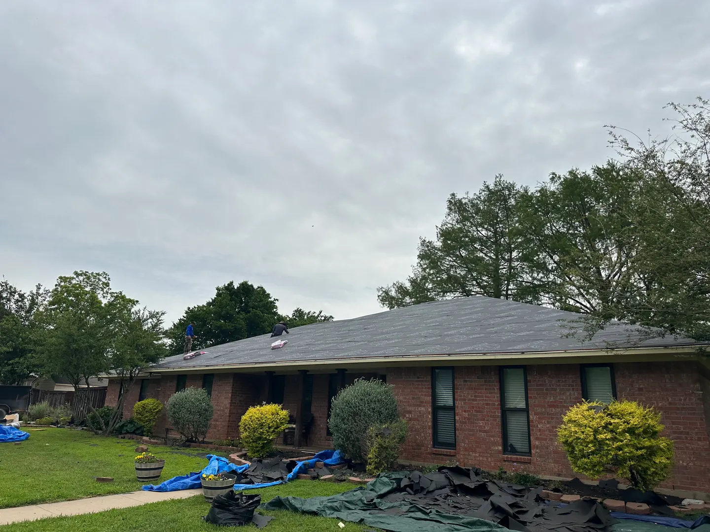 Front view of roof underlayment during the Denison reroof, with removed shingles on protective tarps.